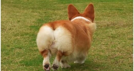 柯基犬有尾巴好看还是没尾巴好看,柯基有没有尾巴吗