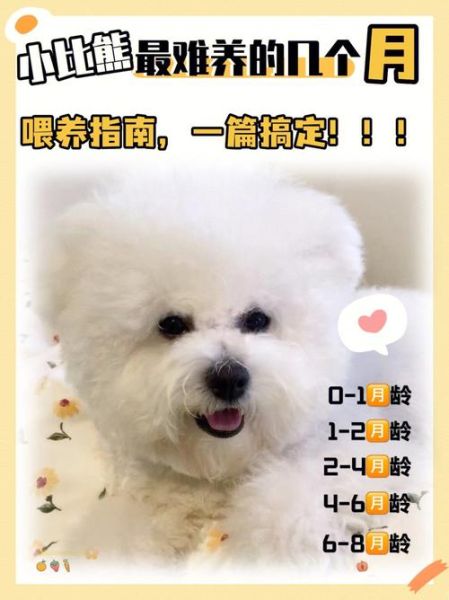 比熊能吃香蕉吗会死吗,比熊一生认几个主人