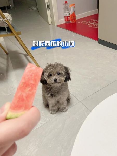 泰迪可以吃西瓜吗,泰迪狗能吃西瓜吗视频