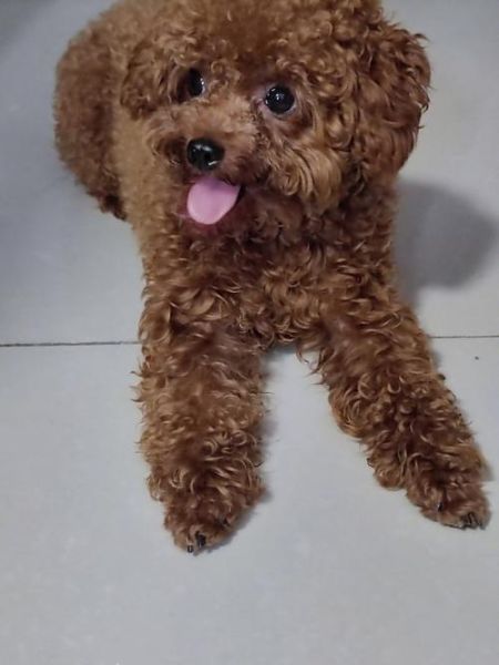 泰迪掉毛吗 有味道吗,泰迪掉毛吗体味重吗怎么办