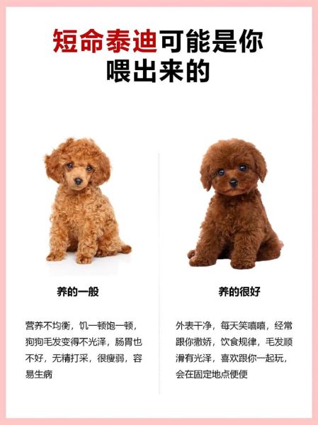 泰迪能吃葡萄吗 泰迪可不可以吃葡萄,泰迪吃葡萄吗会怎么样