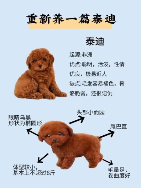 泰迪能吃葡萄吗 泰迪可不可以吃葡萄,泰迪吃葡萄吗会怎么样