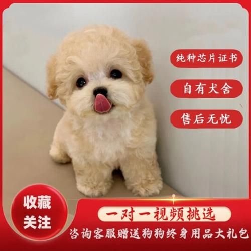 泰迪能长多大图片,小体香槟泰迪能长多大