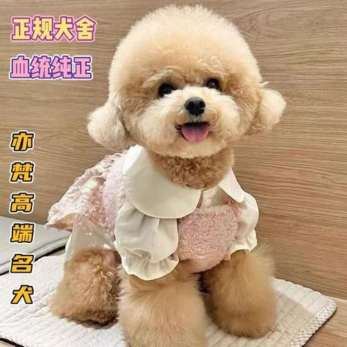 泰迪能长多大图片,小体香槟泰迪能长多大