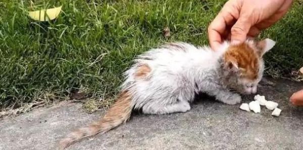 流浪猫能吃馒头吗,小奶猫能吃馒头吗