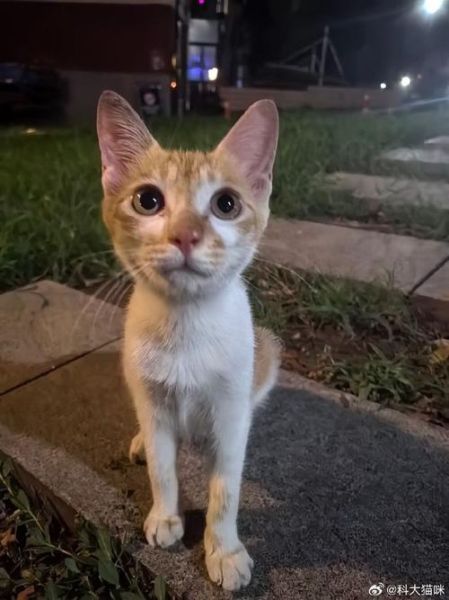 流浪猫能吃馒头吗,小奶猫能吃馒头吗