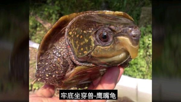 牢底坐穿龟图片,十大牢底坐穿龟