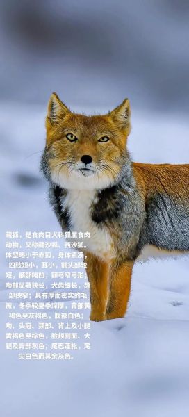 狐狸寿命最长多少年,狐狸的寿命最长能活多少年