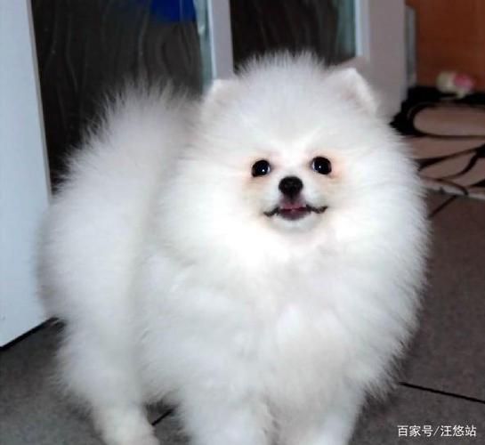 狐狸狗是什么品种 博美,狐狸脸的狗是什么品种