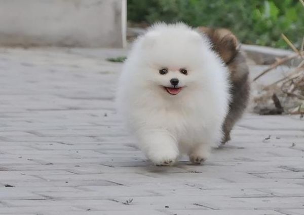 狐狸狗是什么品种 博美,狐狸脸的狗是什么品种