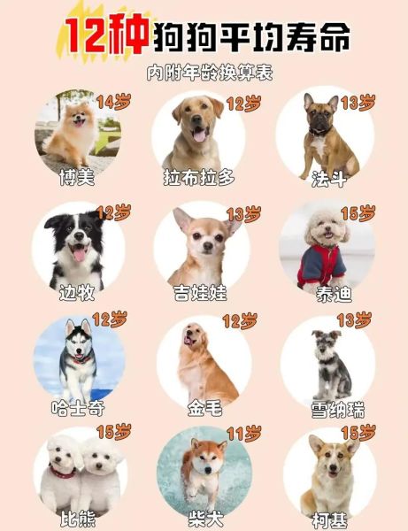 狗几年才算一岁,狗年龄对照表12年