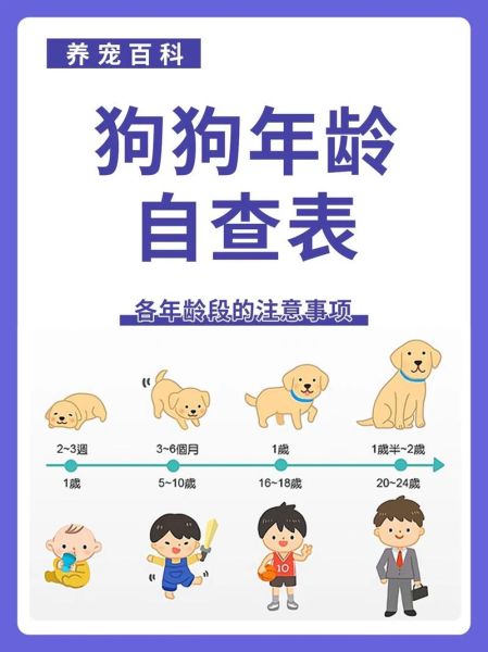 狗几年才算一岁,狗年龄对照表12年