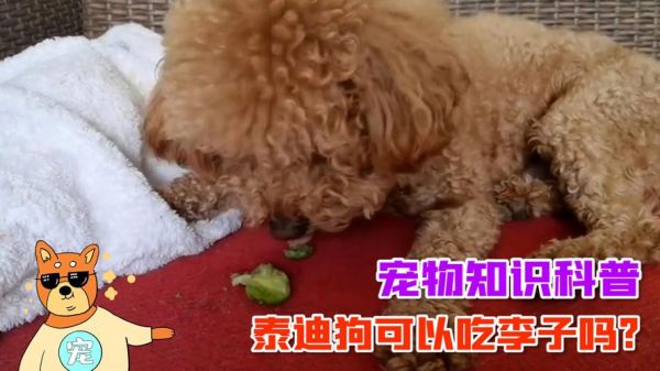 狗可以吃李子么,小狗可以吃李子吗会死吗