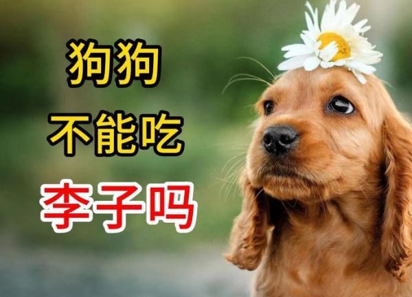 狗可以吃李子吗为什么,狗子能吃李子不