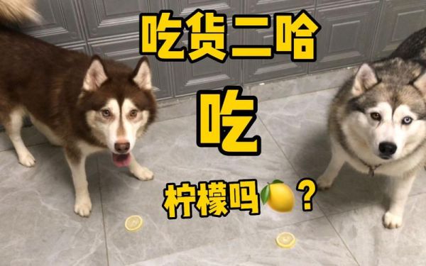 狗可以吃柠檬味的东西吗,狗狗能吃柠檬嘛