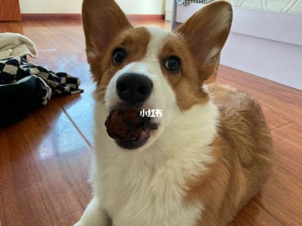 狗可以吃核桃吗熟的,狗可以吃核桃吗有毒吗