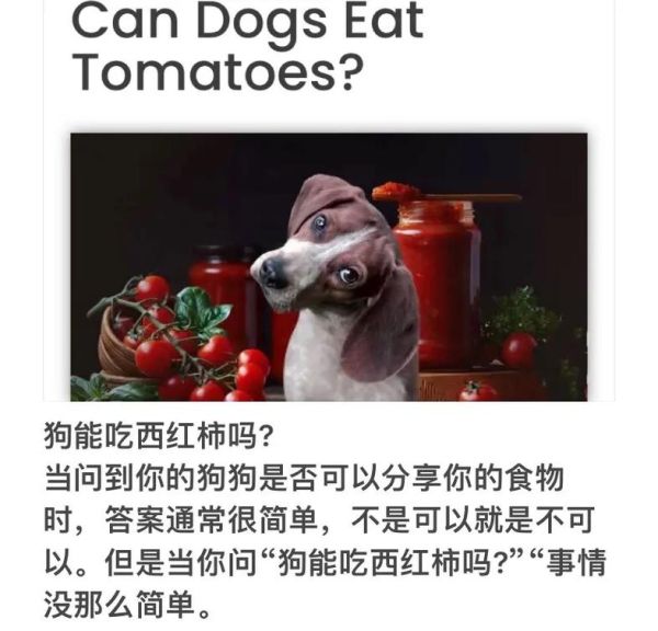 狗可以吃西红柿吗!,狗可以吃西红柿吗的短视频
