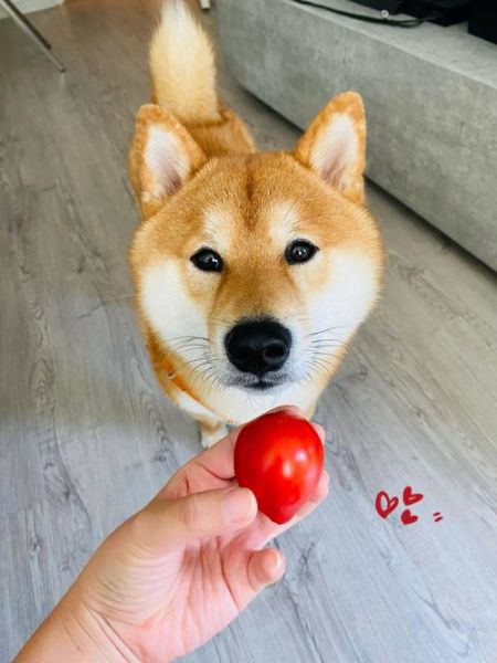 狗可以吃西红柿吗!,狗可以吃西红柿吗的短视频