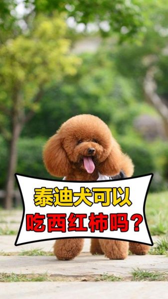 狗可以吃西红柿吗,狗能够吃柿子吗