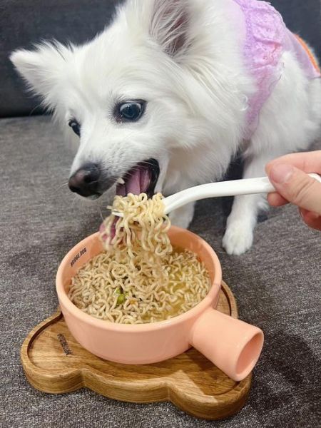 狗可以吃面包吗,狗狗吃面条的好处