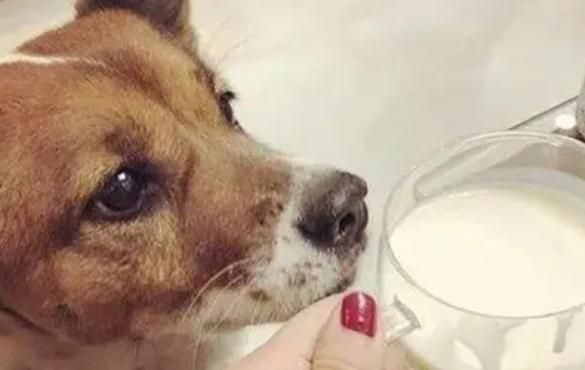 狗可以喝豆浆吗吗,狗一天喂一次的好处
