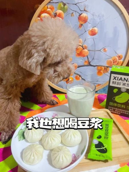 狗可以喝豆浆吗吗,狗一天喂一次的好处