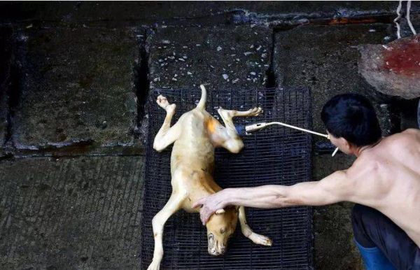 狗吃狗肉是怎么回事,狗吃狗肉会怎么样脘病毒