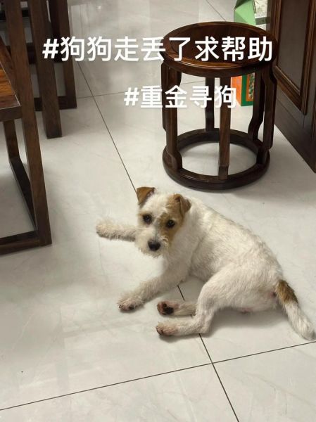 狗子可不可以吃皮蛋,狗能吃皮蛋吗为什么