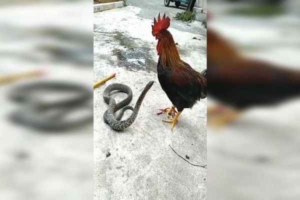 狗怕蛇嘛,狗怕蛇吗蛇为什么打不过公鸡