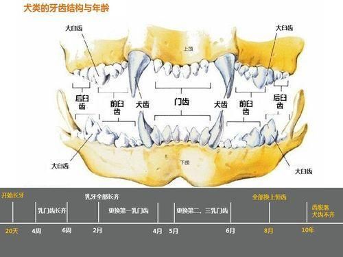 狗换牙吗换几次,狗换牙吗几个月换