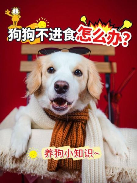 狗狗只吃肉不吃饭怎么办,狗狗吃饭