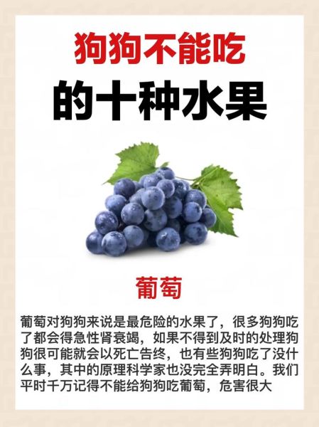 狗狗可以吃哪些水果,三个月的小狗能吃水果吗