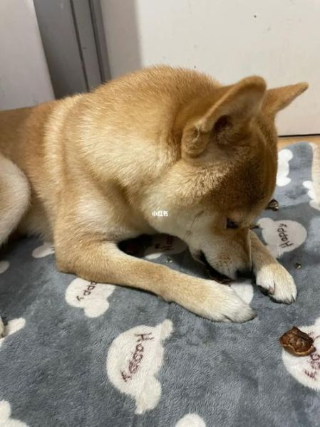 狗狗可以吃核桃吗为什么,狗狗可以吃核桃吗熟的