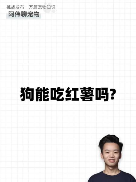 狗狗可以吃红薯吗熟的,狗狗可以吃红薯吗8个月