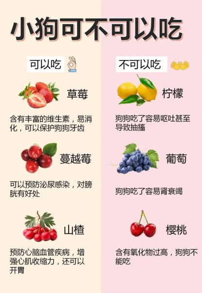 狗狗吃豆腐吗会中毒吗,狗狗忌口的食物一览表