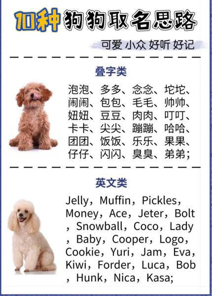 狗狗名字男女通用,狗狗名字男生帅气
