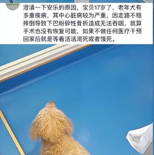 狗狗安乐死要多少钱,无锡狗狗安乐死