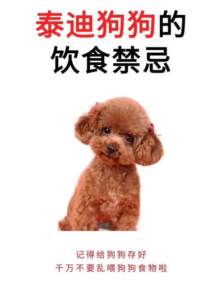 狗狗忌口的食物一览表,泰迪狗狗能喝豆浆吗