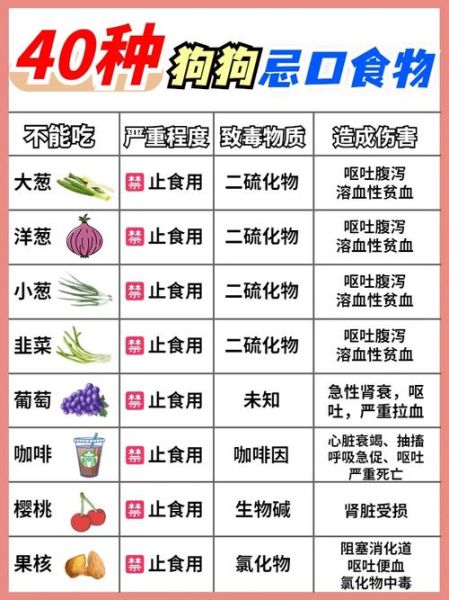 狗狗忌口的食物一览表,狗可以吃紫菜汤吗