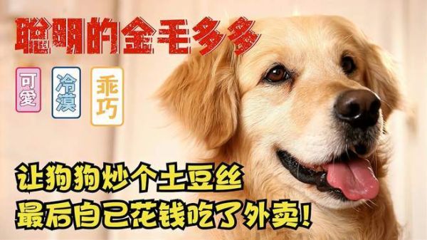 狗狗能不能吃土豆和鸡蛋一起吃,狗狗能不能吃土豆丝米饭