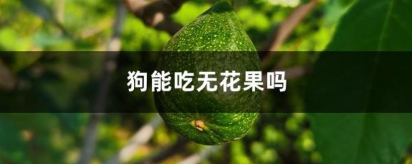 狗狗能吃无花果吗有毒吗,狗狗能吃无花果干吗