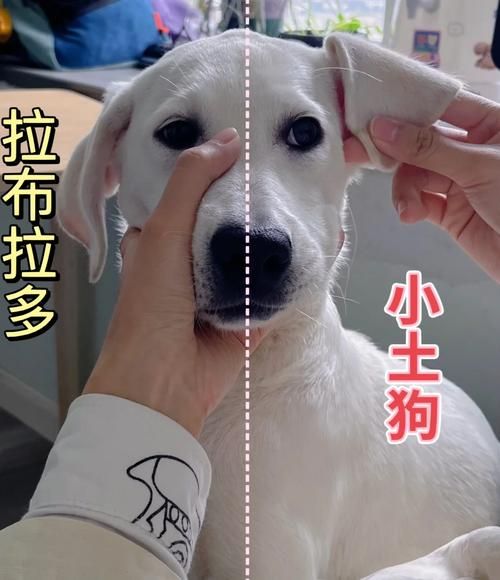 狗狗能吃火腿肠吗拉布拉多,狗狗能吃火腿肠吗土狗
