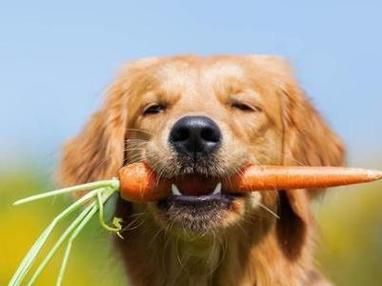 狗狗能吃萝卜吗水果萝卜,狗狗能吃萝卜吗胡萝卜能吃吗