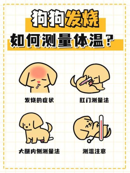 狗狗量体温怎么量视频,狗狗发烧摸哪个部位最明显
