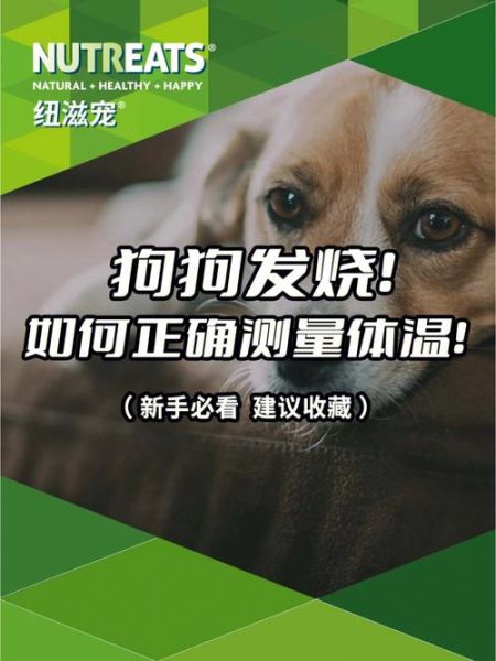 狗狗量体温怎么量视频,狗狗发烧摸哪个部位最明显