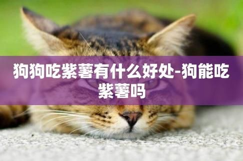 狗能不能吃紫薯,狗狗可以吃紫薯吗煮熟的
