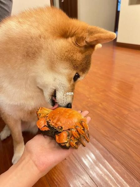 狗能不能吃螃蟹壳子,狗能不能吃螃蟹腿