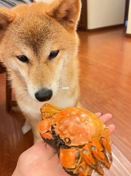 狗能不能吃螃蟹壳子,狗能不能吃螃蟹腿