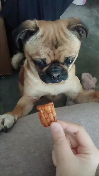 狗能不能吃辣条,狗能不能吃辣萝卜