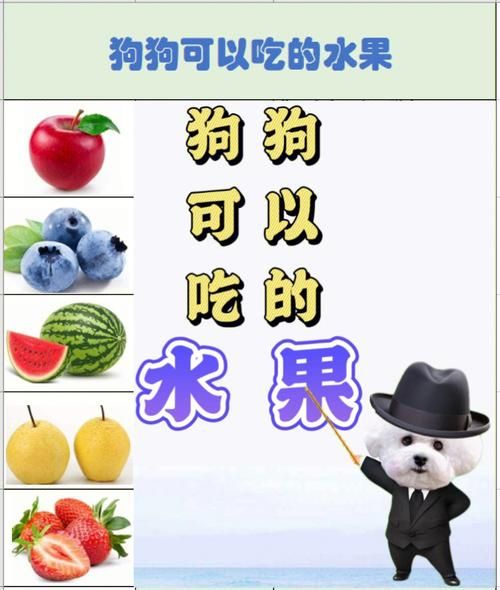 狗能吃开心果吗,狗能吃橘子不